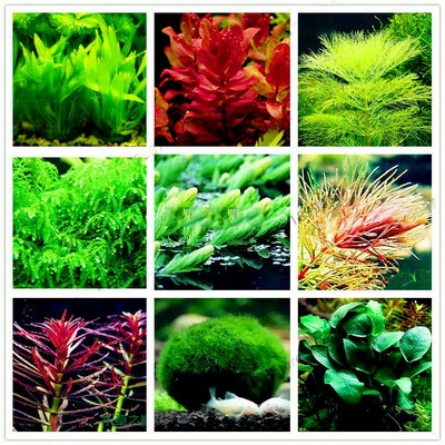 bulk aquarium plants