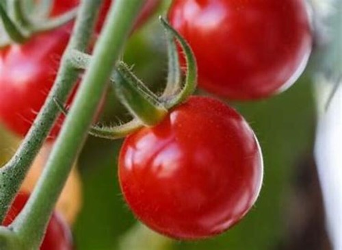 TOMATO CILIEGIA SOLANUM LYCOPERSICUM NATURAL SEED 30 SEEDS SOW BY 08-2027 - Picture 8 of 24