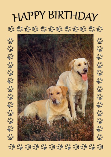 LABRADOR RETRIEVER TWO YELLOW DOGS DOG BIRTHDAY GREETINGS NOTE CARD - 第 1/1 張圖片