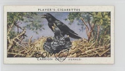 1937 Player's Birds & Their Young Tobacco Carrion Crow #8 1i3