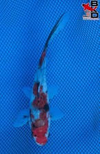 6" SHUBUNKIN Live GOLD Fish Garden Pond 10/31