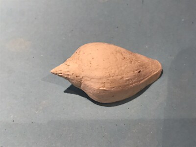 ATHLETA BULBULA Fossil Shell Gastéropode Lutetien Pariser Becken