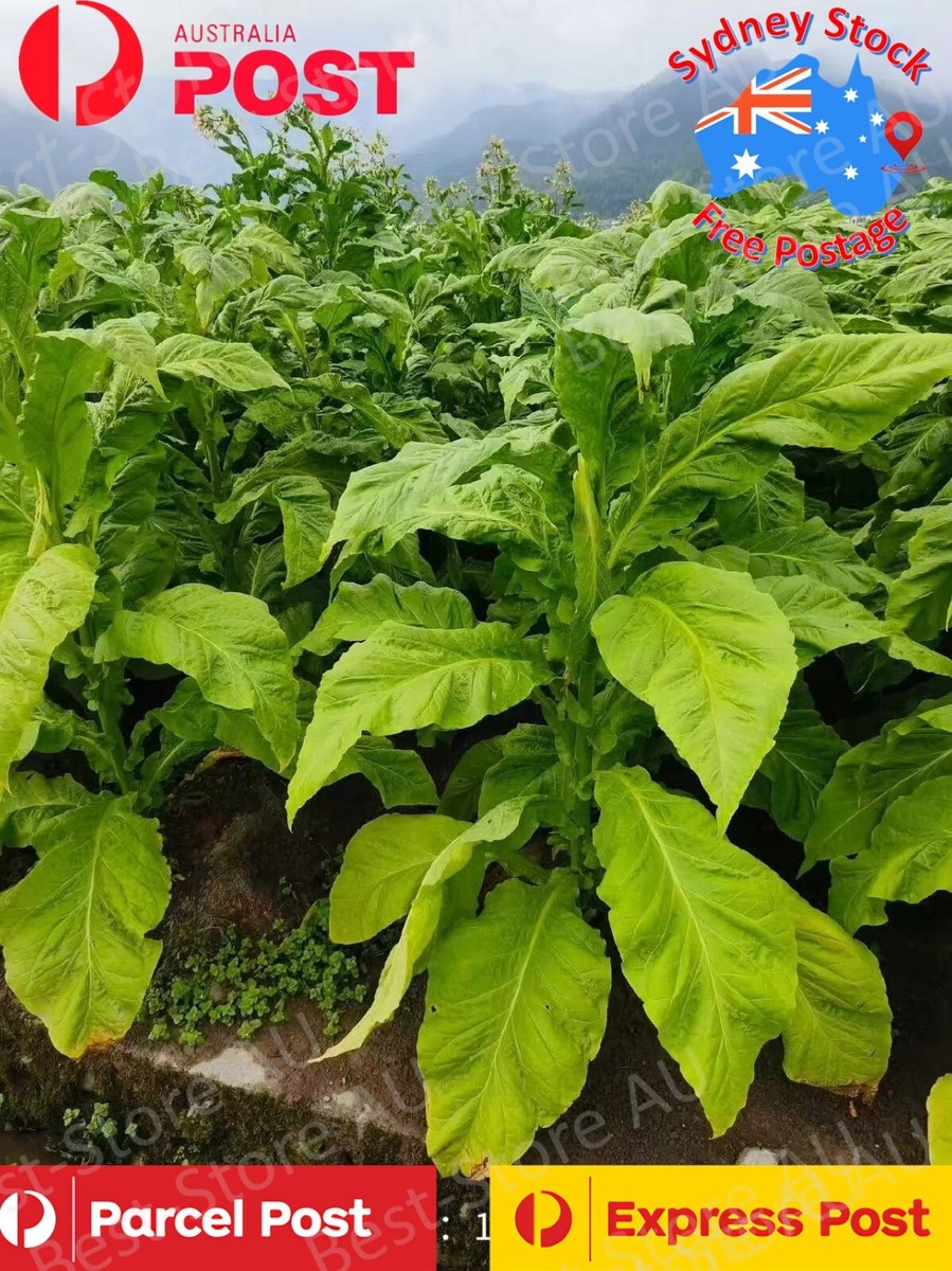 300PCS Tobacco seeds AU*POST from Sydney