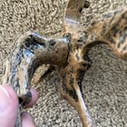 Discovery Kids T-Rex Skeleton — photo 8