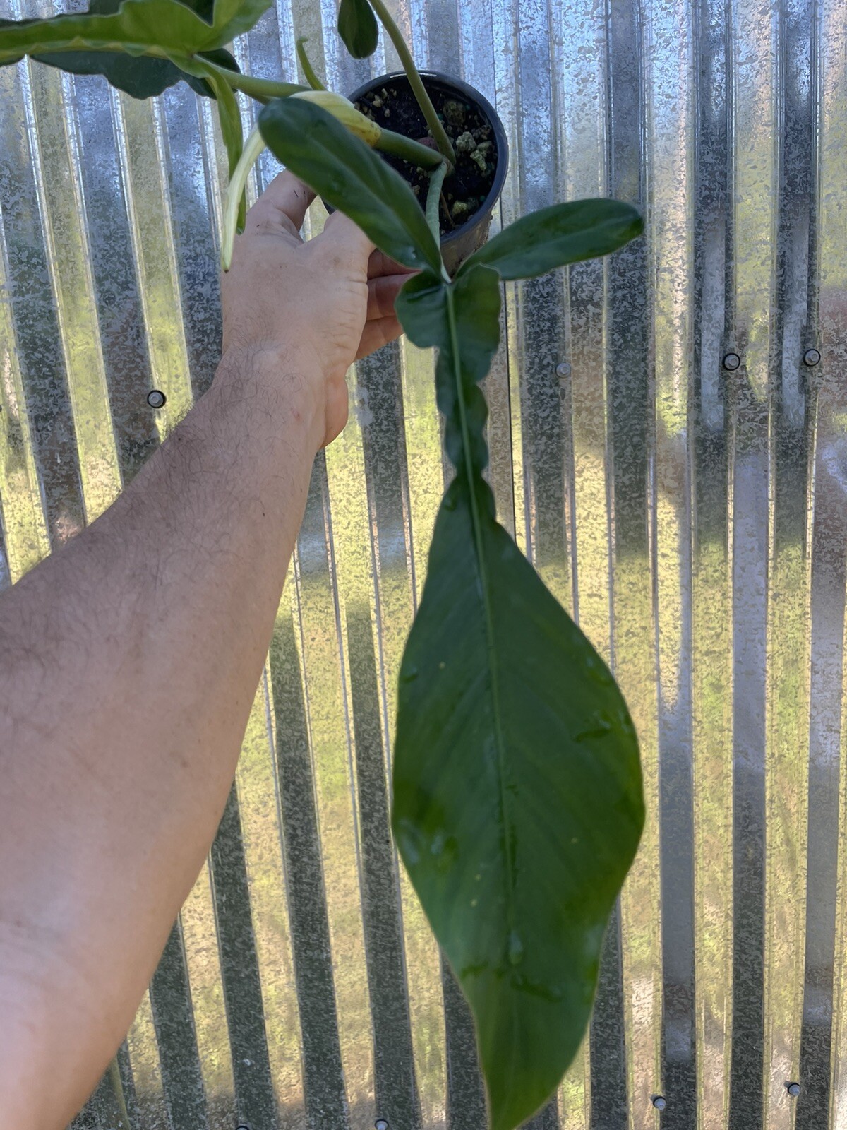 13 Philodendron Joepii Aroid 4” Pot Plant Monstera Houseplant