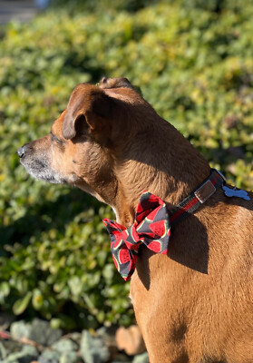 Watermelon Dog Bow Tie/Cat Bow Tie Small Size/ Pet Bow Ties