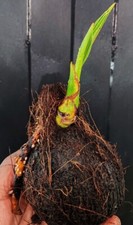Asian Coconut Palm Tree Sprout Indoor or Outdoor (Cocos nucifera)