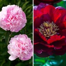 Peony Bare Root Collection Hardy, Easy-to-Grow, Perennials 2x Bareroots By