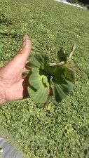12 ,HELEN'S,4" WATER,LETTUCE,PLANTS,POND,BIO FILTER,100 ORG GROWN PA 0005DL