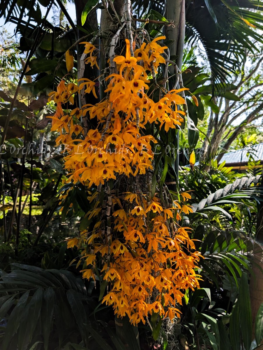 花 chanboo den.chanchao-10601-Arm-Tapan.jpg 花