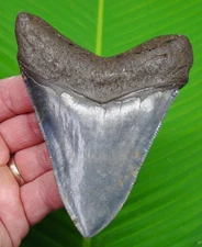 MEGALODON SHARK TOOTH  Real Fossil - 4.40 “ - SC River Find - NO Restorations