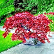 10 DWARF Japanese Red Linear Leaf Maple Tree Seeds Acer Scolopendrifolium Bonsai