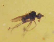 CHOOSE YOUR INSECT - Genuine Burmese Amber Fossil - Price per piece