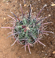 FEROCACTUS GRACILIS HYBRID - CACTUS - DIAM 11 H 11,5 CM