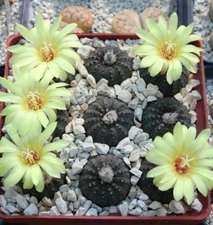 Frailea Asteroides Cactus Plant WRA273