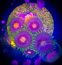 SAF~ “WYSIWYG” Blow Pops Zoanthid Coral Frag, Palythoa, Paly, Zoa