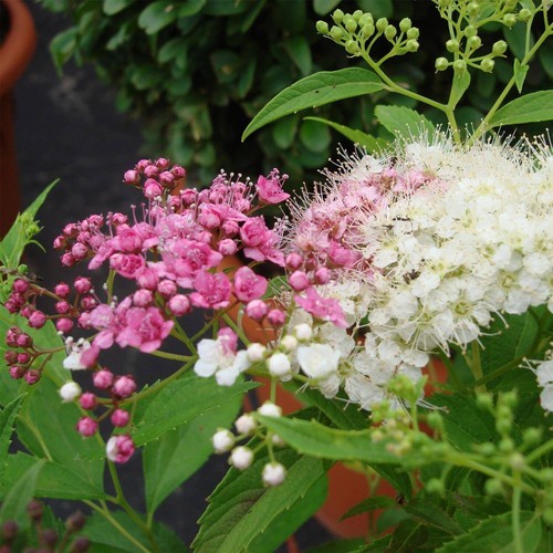 Spiraea Japonica Shirobana - XXL 3Lt Large Pot - Flowering Hardy Deciduous Shrub - Picture 6 of 15