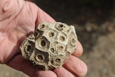 Fossil Beautiful HEXAGONAL CORAL From Africa  Devonian Period ~ 400 Million #5