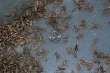 500 3/4" sized banded crickets. Medium/Large size.