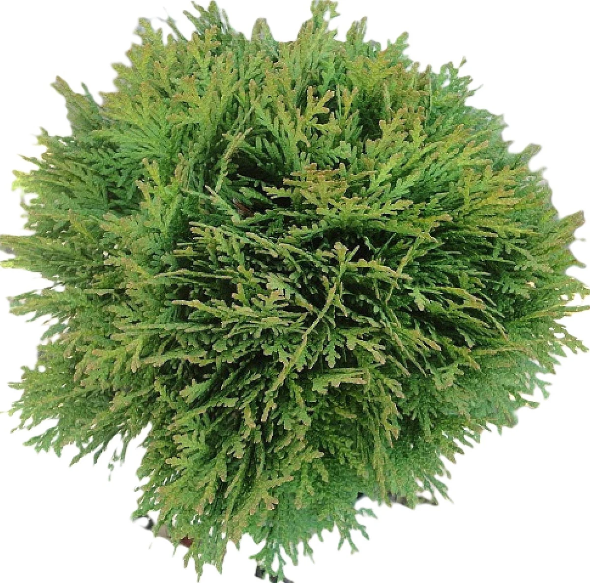 thuja smaragd kaufen 80 100 Thuja 