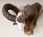 Beautiful Mouflon Horns on Carved Trophy Board Mouflon Trophy