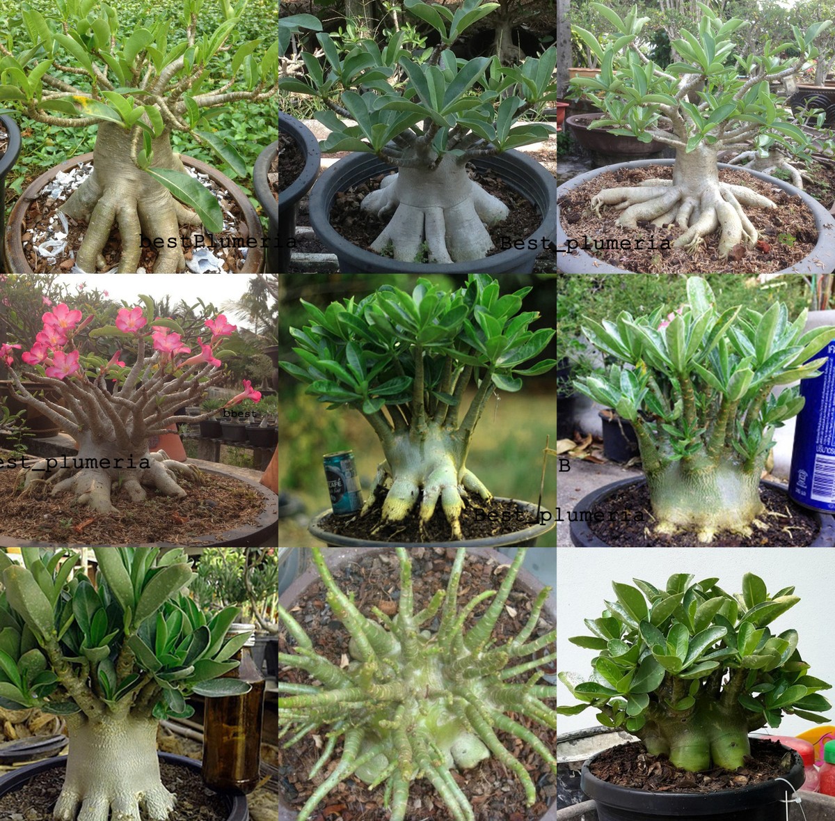 C57.超扁平型▽Adenium arabicum super dwarf hybrid▽ アデニウム