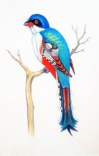 Rene Martinez Sopeña. Birds. Watercolor on cardboard. Set of 8. Original signed