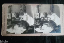 STA801 Genre Scene Girl Cat Mirror Kiss Albumen Photo Stereoview 1900