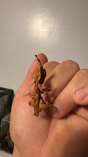 Live Ghost Praying Mantis (Phyllocrania Paradoxa)