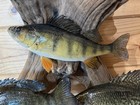 New Real Skin 3 Fish Mount Crappie Sunfish Perch Taxidermy  On Driftwood — photo 5