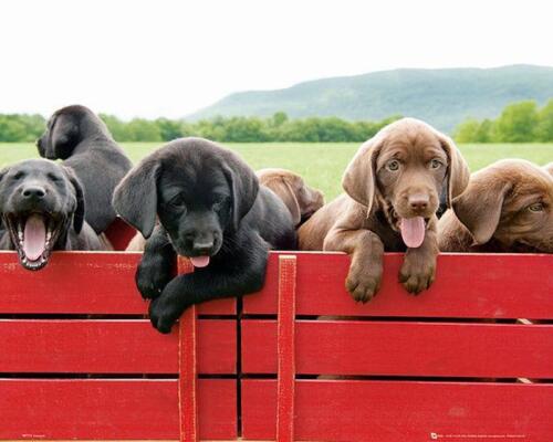 Dog puppies on red cart poster 50 x 40 cm - Picture 1 of 1