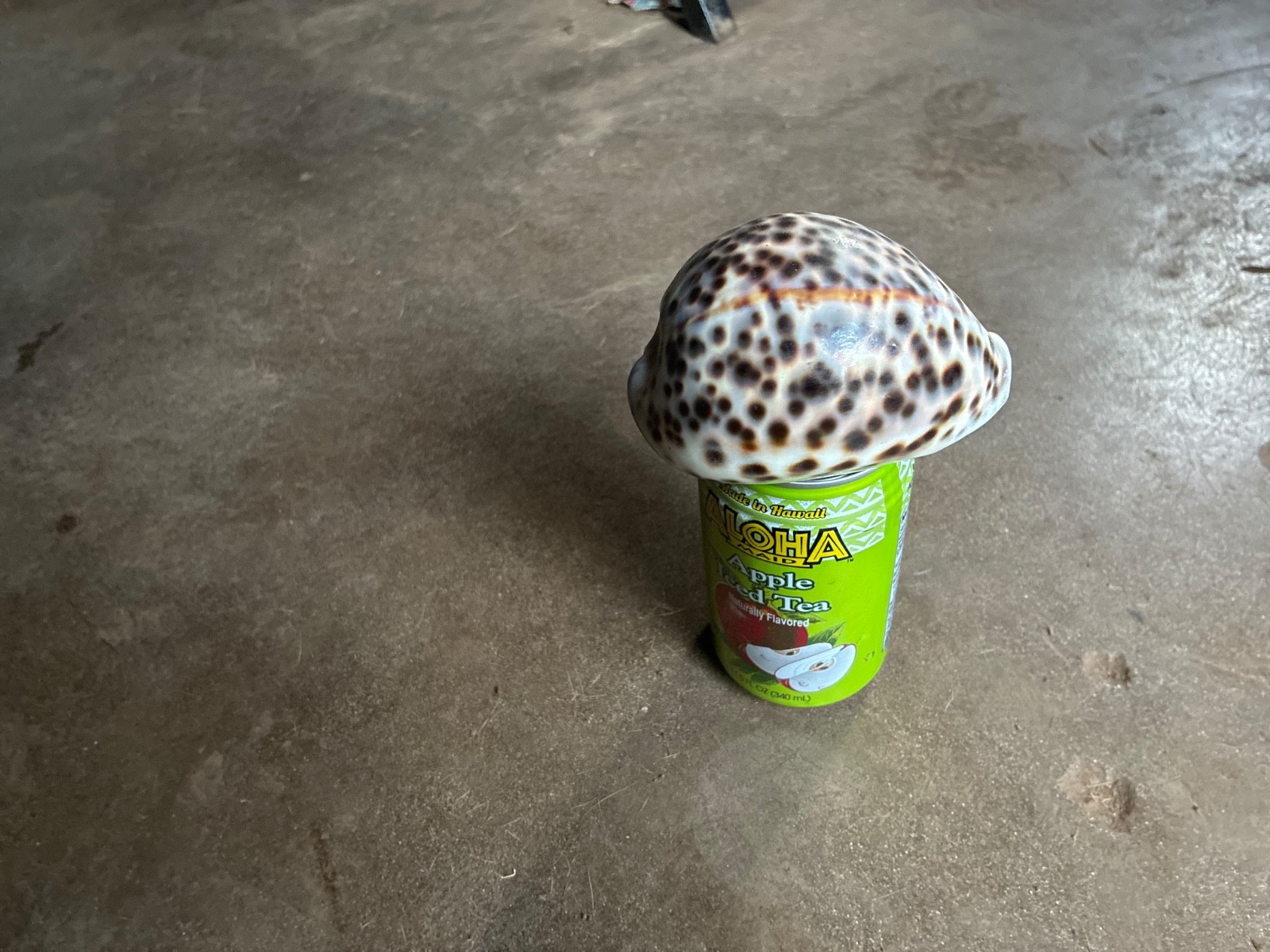 Giant Hawaiian Tiger Cowrie Sea Shell (Cypraea )Tigris) Gigantic 4” | eBay