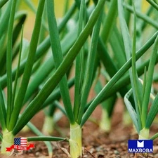 1000 Onion Fresh Seeds - Bunching - Evergreen White Nebuka Non-GMO Heirloom