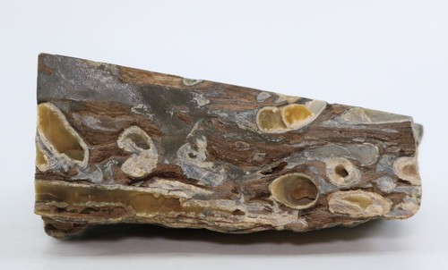 Rare Awesome Fossil Teredo Shipworm bored Wood Petrified England COA 6982 - Picture 7 of 17