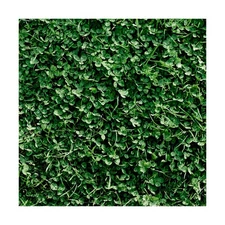 Miniature Clover Seeds - 1 Oz Packet ~25,000 Seeds - Small Leaf White Clover ...