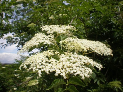 100 ältere Samen (Sambucus nigra). Holderberry, Schwarzer Holunder