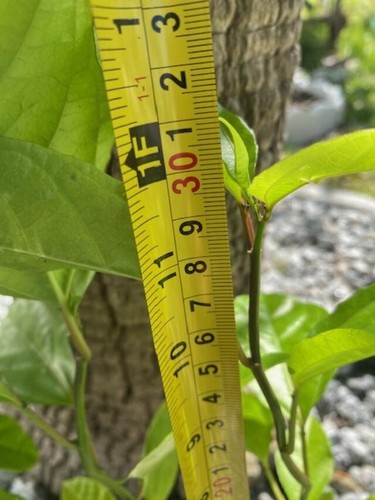 10"-12" TALLOrganic PASSIFLORA EDULIS FLAVICARPA (LILIKOI) LIVE PLANTS. MARACUYA - Picture 20 of 24