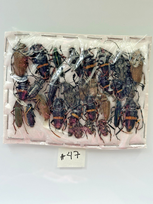 Beetle A1 condition