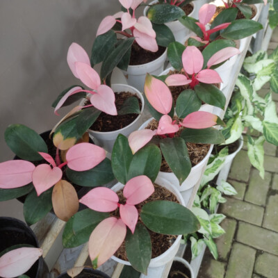 12x Plant Philodendron Pink Congo + Free Phytosanitary Certificate | eBay