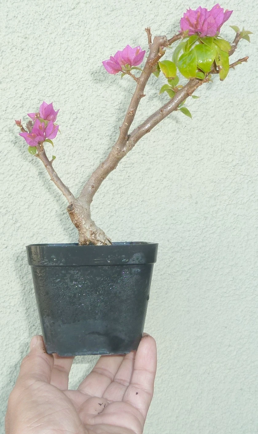 Fulleffex Bonsai Torch Glow Pixie Bougainvillea Pre Bonsai