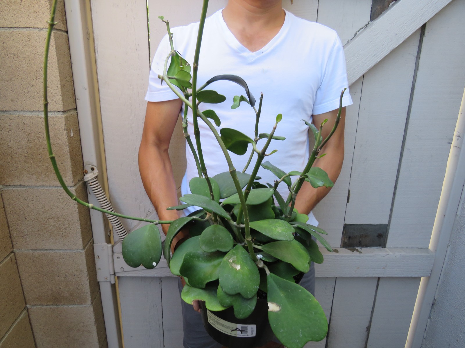 Hoya Kerrii Sweet Heart Hoya