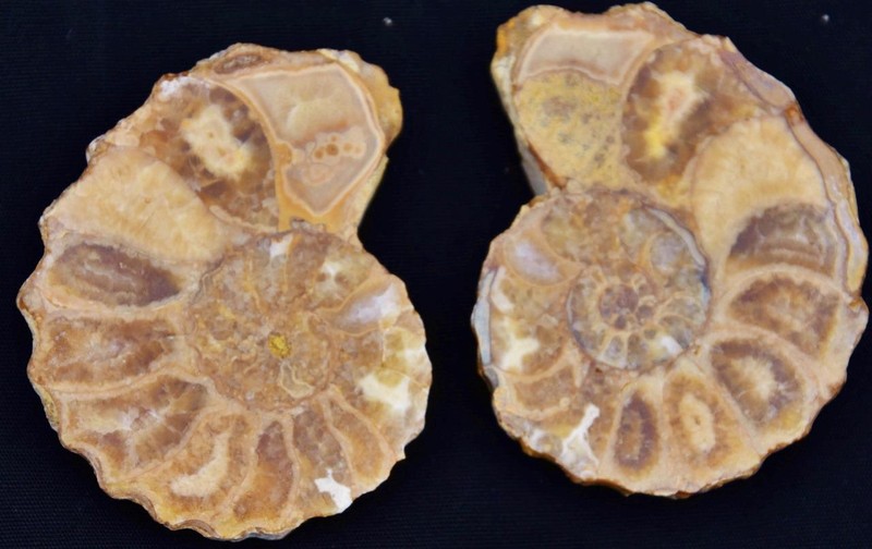 3353 Rare Texas Pair Ammonite Medium 50mm Calycoceras Tarrant County Fossil 2.0"