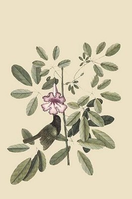 Bahama Sparrow Mark Catesby Poster Print