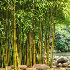 50 Bamboo Seeds Privacy Plant Garden Clumping Shade Screen " Yellow Groove"