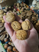 English White Walnut Tree Seeds (20) / Organic / DELICIOUS / Cold Tolerant 
