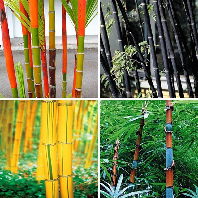 100Pcs Colorful Phyllostachys Pubescens Moso-Bamboo Seeds Garden Plants Code