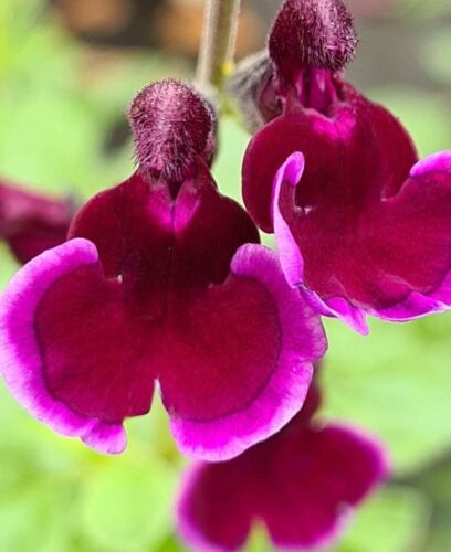 PERENNIAL SALVIA PLUG PLANTS PICK + MIX PAY ONLY ONE POSTAGE COST MIXED FLOWERS - Picture 67 of 88