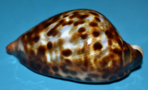 SEA SHELL - SHELLS - CYPRAEIDAE - ZOILA FRIENDII VERCOI - FREAK 84.60mm