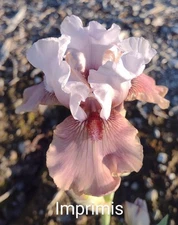 Tall Bearded Iris Rhizome ~ "IMPRIMIS" ~ Fresh and Healthy