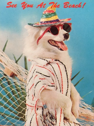 Dressed Up White Dog Sunglasses Hat Parasol Beach Robe Comic Postcard - Picture 2 of 3